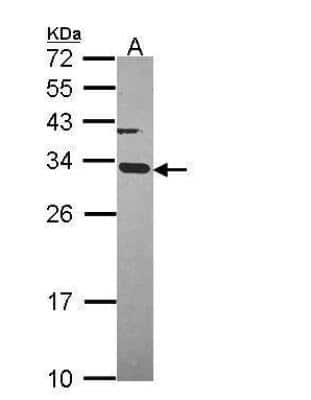 Western Blot ATPG Antibody - BSA Free
