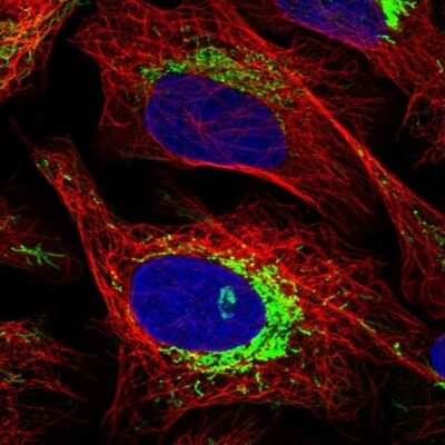 Immunocytochemistry/Immunofluorescence: ATPase Inhibitory Factor 1 Antibody [NBP1-90069] - Staining of human cell line U-2 OS shows localization to mitochondria. Antibody staining is shown in green.