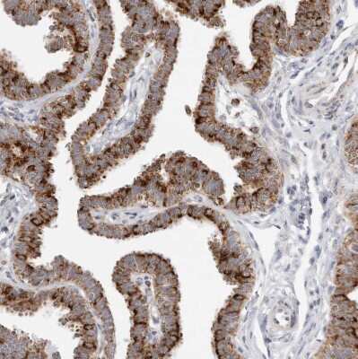 Immunohistochemistry-Paraffin: ATPase Inhibitory Factor 1 Antibody [NBP1-90069] - Staining of human fallopian tube shows strong cytoplasmic granular positivity in glandular cells.