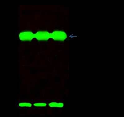 Immunoprecipitation: ATPase Inhibitory Factor 1 Antibody [NBP2-99177] - ATPase Inhibitory Factor 1 was immunoprecipitated using: Lane A: 0.5 mg HepG2 Whole Cell Lysate. 4 ul anti-ATPase Inhibitory Factor 1 rabbit polyclonal antibody and 15 ul of 50 % Protein G agarose. Primary antibody: Anti-ATPase Inhibitory Factor 1 rabbit polyclonal antibody, at 1:100 dilution. Secondary antibody: Dylight 800-labeled antibody to rabbit IgG (H+L), at 1:5000 dilution. Developed using the Odyssey technique. Performed under reducing conditions. Predicted band size: 16 kDa. Observed band size: 16 kDa