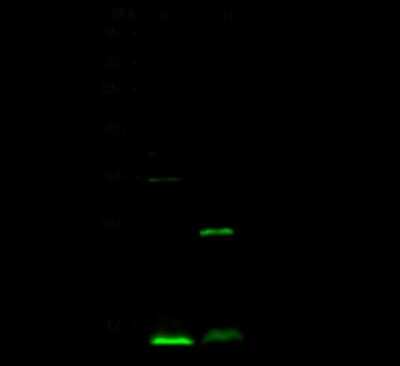 Western Blot ATPase Inhibitory Factor 1 Antibody