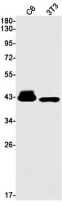 Western Blot: ATPase Na+/K+ beta 3 Antibody (S02-1B4) [NBP3-19946] - Western blot detection of ATPase Na+/K+ beta 3 in C6, 3T3 cell lysates using NBP3-19946 (1:1000 diluted). Predicted band size: 32kDa. Observed band size: 40kDa.