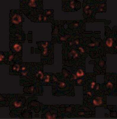 Immunocytochemistry/Immunofluorescence: ATR Antibody [NBP1-77232] - Immunofluorescence of ATR in K562 cells with ATR antibody at 10 ug/mL.