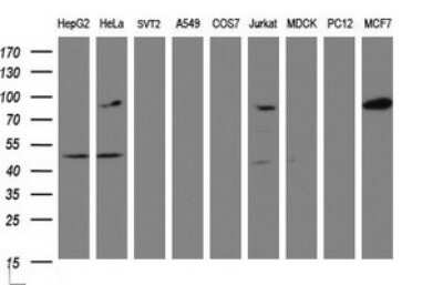 Western Blot: ATRIP Antibody (OTI1G6) [NBP2-46557] - Analysis of extracts (35ug) from 9 different cell lines (HepG2: human; HeLa: human; SVT2: mouse; A549: human; COS7: monkey; Jurkat: human; MDCK: canine; PC12: rat; MCF7: human).