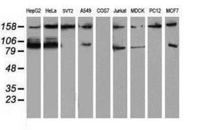 Western Blot: ATRIP Antibody (OTI5E7) [NBP2-02004] - Analysis of extracts (35ug) from 9 different cell lines by usin g anti-ATRIP monoclonal antibody (HepG2: human; HeLa: human; SVT2: mouse; A549: human; COS7: monkey; Jurkat: human; MDCK: canine; PC12: rat; MCF7: human).