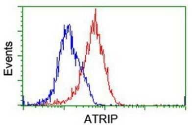 Flow Cytometry: ATRIP Antibody (OTI5E7) - Azide and BSA Free [NBP2-72271] - Analysis of Hela cells, using anti-ATRIP antibody, (Red), compared to a nonspecific negative control antibody (Blue).