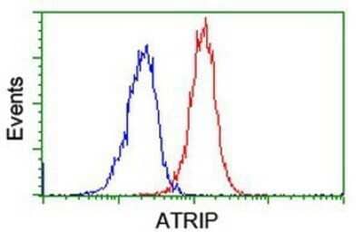 Flow Cytometry: ATRIP Antibody (OTI5E7) - Azide and BSA Free [NBP2-72271] - Analysis of Jurkat cells, using anti-ATRIP antibody, (Red), compared to a nonspecific negative control antibody (Blue).