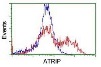 Flow Cytometry: ATRIP Antibody (OTI5E7) - Azide and BSA Free [NBP2-72271] - HEK293T cells transfected with either overexpression plasmid (Red) or empty vector control plasmid (Blue) were immunostaining by anti-ATRIP antibody, and then analyzed by flow cytometry.