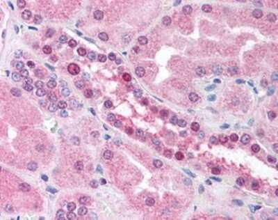Immunohistochemistry-Paraffin: ATRX Antibody (60.1) [NBP1-02823] - Staining of human kidney. Immunohistochemistry of formalin-fixed, paraffin-embedded tissue after heat-induced antigen retrieval. Antibody concentration 5 ug/ml.