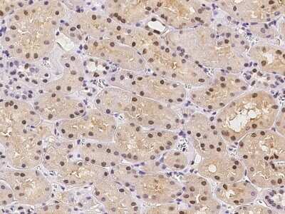 Immunohistochemistry-Paraffin: ATXN7L2 Antibody [NBP2-98179] - Immunochemical staining of human ATXN7L2 in human kidney with rabbit polyclonal antibody at 1:500 dilution, formalin-fixed paraffin embedded sections.