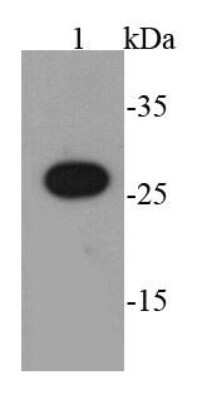 Western Blot: AU1 Epitope Tag Antibody (F7-C2) [NBP2-67077] - Analysis of AU1 tag on AU1-tagged recombinant protein using anti-AU1 tag antibody at 1/2000 dilution.