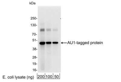 Western Blot: AU1 Epitope Tag Antibody [NB600-455] - 200, 100, or 50 ng of E. coli whole cell lysate expressing a multi-tag fusion protein. Antibody used at 0.04 ug/ml (1:25,000).