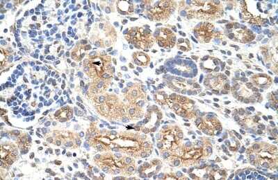 Immunohistochemistry-Paraffin: AUH Antibody [NBP1-57375] - Human kidney Tissue, antibody concentration 4-8ug/ml. Cells with positive label: renal corpuscle cells (indicated with arrows) 400X magnification.