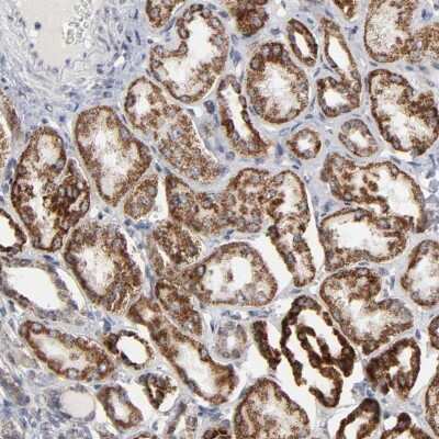 Immunohistochemistry-Paraffin AUH Antibody