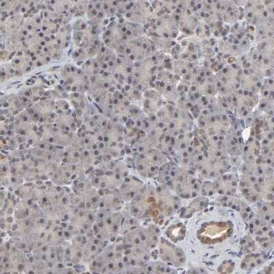 Immunohistochemistry-Paraffin AUH Antibody