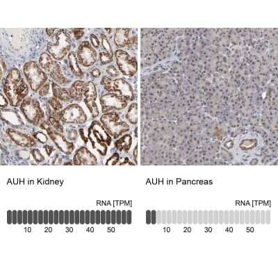 Immunohistochemistry-Paraffin AUH Antibody