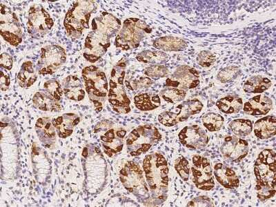 Immunohistochemistry-Paraffin: AUH Antibody [NBP2-97719] - Immunochemical staining of human AUH in human kidney with rabbit polyclonal antibody at 1:300 dilution, formalin-fixed paraffin embedded sections.