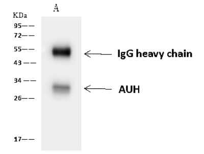 Immunoprecipitation: AUH Antibody [NBP2-97719] - AUH was immunoprecipitated using: Lane A: 0.5 mg HepG2 Whole Cell Lysate 4 ul anti-AUH rabbit polyclonal antibody and 60 ug of Immunomagnetic beads Protein A/G.  Primary antibody: Anti-AUH rabbit polyclonal antibody, at 1:100 dilution. Secondary antibody: Goat Anti-Rabbit IgG (H+L)/HRP at 1/10000 dilution. Developed using the ECL technique. Performed under reducing conditions. Predicted band size: 32 kDa. Observed band size: 32 kDa