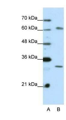 Western Blot: AUH Antibody [NBP1-57375] - HepG2 cell lysate, Antibody Titration: 0.2-1 ug/ml