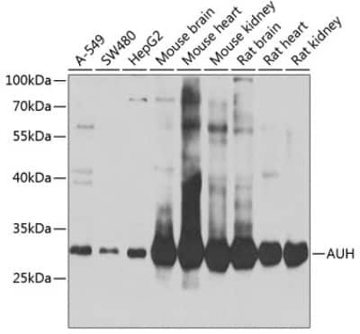 Western Blot: AUH Antibody [NBP2-92807] - Analysis of extracts of various cell lines, using AUH at 1:1000 dilution.Secondary antibody: HRP Goat Anti-Rabbit IgG (H+L) at 1:10000 dilution.Lysates/proteins: 25ug per lane.Blocking buffer: 3% nonfat dry milk in TBST.Detection: ECL Basic Kit .Exposure time: 60s.