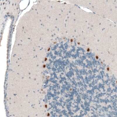 Immunohistochemistry-Paraffin: AUTS2 Antibody (CL7084) [NBP2-76530] - Staining of mouse cerebellum shows strong nuclear positivity in Purkinje cells.