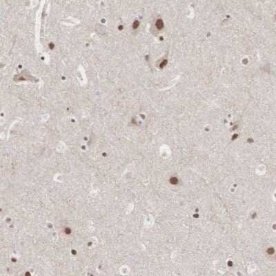 Immunohistochemistry-Paraffin: AUTS2 Antibody [NBP1-84717] - Staining of human cerebral cortex shows moderate nuclear positivity in neuronal cells.