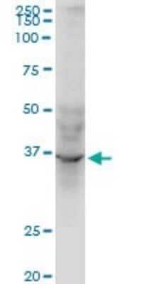 Western Blot AVEN Antibody (2B10) - Azide and BSA Free