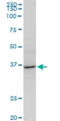Western Blot AVEN Antibody (2B10) - Azide and BSA Free