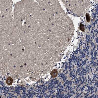 Immunohistochemistry-Paraffin: AVEN Antibody [NBP1-87313] - Staining of human cerebellum shows strong cytoplasmic positivity in purkinje cells.