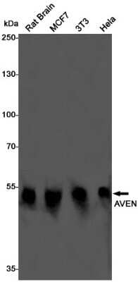 Western Blot: AVEN Antibody (S06-7A9) [NBP3-15004] - Western blot detection of AVEN in Rat Brain, MCF7, 3T3, Hela cell lysates using AVEN Rabbit mAb (1:1000 diluted). Predicted band size: 39KDa. Observed band size: 50KDa.