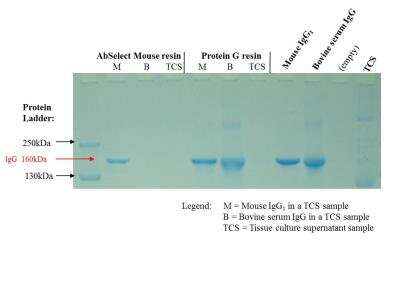 AbSelect Mouse TCS System Antibody Purification Kit [832-0500]