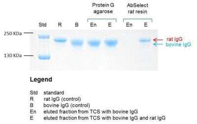 AbSelect™ Rat TCS Antibody Purification Kit