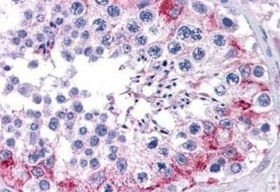 Immunohistochemistry-Paraffin: Abraxas Antibody (ABRA1-01) [NBP1-69762] - Analysis of anti-FAM175A / CCDC98 antibody with human testis at concentration 10 ug/ml.