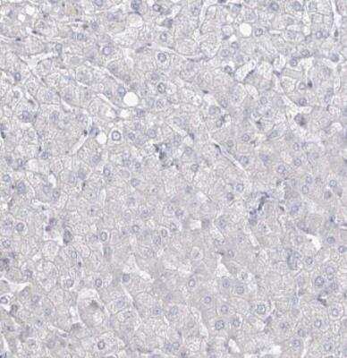 Immunohistochemistry-Paraffin: Abraxas Antibody [NBP2-38356] - Staining of human liver shows no positivity in hepatocytes as expected.