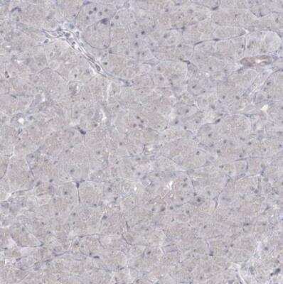 Immunohistochemistry-Paraffin: Abraxas Antibody [NBP2-38356] - Staining of human pancreas shows no positivity in exocrine glandular cells as expected.
