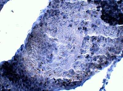Immunohistochemistry-Paraffin: Abraxas Antibody [NBP3-12376] - Rat testis. 1:100 dilution in IHC blocking buffer. DAB (brown) staining and hematoxylin (QS) blue counterstain. 40X magnfication.