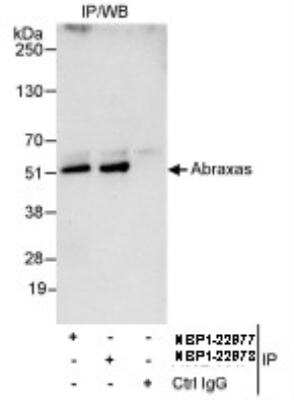 Immunoprecipitation: Abraxas Antibody [NBP1-22978] - Whole cell lysate from HeLa cells.  Affinity purified rabbit anti-Abraxas antibody used for IP at 10 mcg/mg lysate. Antibody was also immunoprecipitated by rabbit anti-Abraxas antibody NBP1-22977.