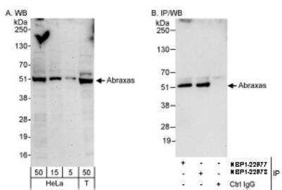 Western Blot: Abraxas Antibody [NBP1-22977] - Whole cell lysate from HeLa and 293T cells. Abraxas was also immunoprecipitated by rabbit anti-Abraxas antibody NBP1-22978.