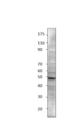 Western Blot: Abraxas Antibody [NBP3-12377] - 1:500 antibody dilution in DiluObuffer. Apparent MW is 48 KDa.