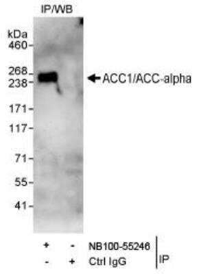 Immunoprecipitation: Acetyl-CoA Carboxylase alpha/ACACA Antibody [NB100-55246] - Detection of Human ACC1/ACC-alpha on HeLa whole cell lysates using NB100-55246. ACC1/ACC-alpha was blotted using rabbit anti-ACC1/ACC-alpha antibody.