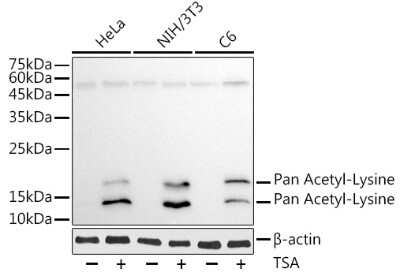 Western Blot: Acetyl-Lysine Antibody (3P8N3) [NBP3-15483] - Western blot analysis of extracts of various cell lines, using Acetyl-Lysine antibody (NBP3-15483) at 1:1000 dilution.HeLa NIH/3T3 and C6 cells were treated by TSA (1 uM) at 37C for 18 hours. Secondary antibody: HRP Goat Anti-Mouse IgG (H+L) at 1:10000 dilution. Lysates/proteins: 25ug per lane. Blocking buffer: 3% nonfat dry milk in TBST. Detection: ECL Basic Kit. Exposure time: 30s.