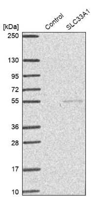 Western Blot: Acetyl-coenzyme A transporter 1 Antibody [NBP1-90811] - Analysis in control (vector only transfected HEK293T lysate) and SLC33A1 over-expression lysate (Co-expressed with a C-terminal myc-DDK tag (3.1 kDa) in mammalian HEK293T cells).