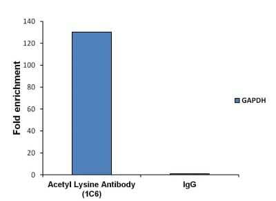 Chromatin Immunoprecipitation: Acetyl-Lysine Antibody (1C6) [NB100-74339] - Analysis of chromatin proteins with Acetyl-Lysine was performed using cross-linked chromatin from 4-10^6 LNCaP cells. Immunoprecipitation was performed using the Magnetic ChIP kit with 10ug of an Acetyl-Lysine monoclonal antibody. Quantitation of immunoprecipitated GAPDH promoter sequence is presented as fold enrichment of the acetyl lysine monoclonal antibody versus non-specific IgG.