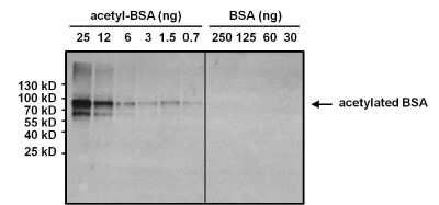 Western Blot: Acetyl-Lysine Antibody (1C6) [NB100-74339] - Analysis of Acetyl-Lysine was performed by loading various amounts of acetylated BSA or non-acetylated BSA per well and 10ul of PageRuler Prestained Protein Ladder onto a 4-20% Tris-HCl polyacrylamide gel. Proteins were transferred to a PVDF membrane and blocked with 5% BSA/TBST for at least 1 hour. The membrane was probed with an Acetyl-Lysine monoclonal antibody at a dilution of 1:1000 overnight at 4C on a rocking platform, washed in TBS-0.1%Tween-20, and probed with a goat anti-mouse IgG-HRP secondary antibody at a dilution of 1:20,000 for 1 hour. Chemiluminescent detection was performed using SuperSignal West Pico.