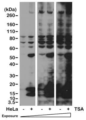 Western Blot: Acetyl-Lysine Antibody (RM101) [NBP2-77397] - Analysis of HeLa cells nontreated or treated with Trichostatin A (TSA), using NBP2-77397.