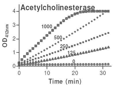 Functional: Acetylcholinesterase/ACHE Assay Kit (Colorimetric) [KA1607] - Kinetics of 0-1000 U/L acetylcholinesterase/ACHE reaction in 96-well plate.