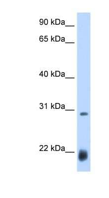 Western Blot: Achaete Antibody [NBP1-79448] - Drosophila, concentration 0.2-1 ug/ml.