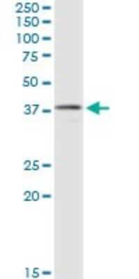 Western Blot: Acidic Calponin Antibody (2C7) [H00001266-M03] - Analysis of CNN3 expression in HepG2.