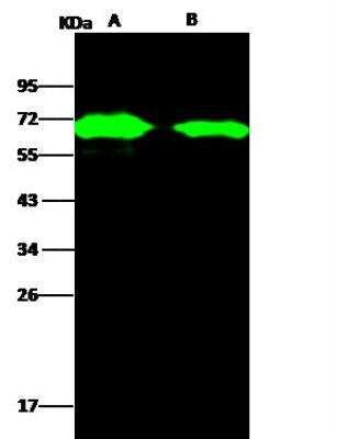 Western Blot AcmNPV gp64 Protein Antibody - Azide and BSA Free