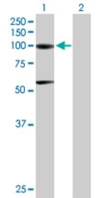 Western Blot: Aconitase 1 Antibody [H00000048-B01P] - Analysis of ACO1 expression in transfected 293T cell line by ACO1 polyclonal antibody.  Lane 1: ACO1 transfected lysate(97.79 KDa). Lane 2: Non-transfected lysate.